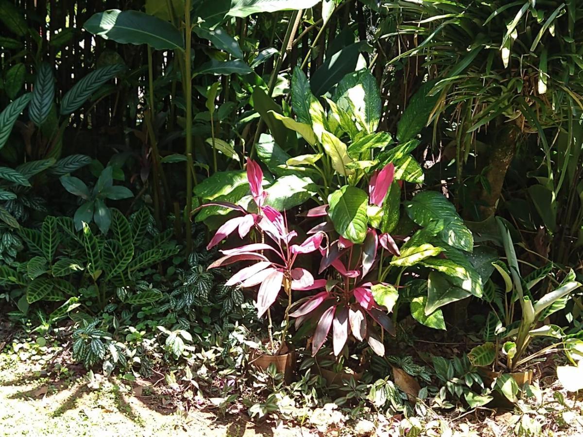 Casa No Morro - Charme Em Meio A Natureza Pertinho Da Praia 3 Dormitorios サンセバスチャン エクステリア 写真